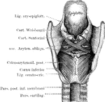 The larynx seen from behind to show the intrinsic muscle posteriorly.