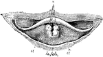View of the upper part of the larynx as seen by means of the laryngoscope during the utterance of a grave note. Labels: c, epiglottis; s, tubercles of the cartilages of Santorini; a, arytenoid cartilages; z, base of the tongue; ph, the posterior wall of the pharynx.