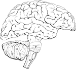 Plan in outline of the encephalon, as seen from the right side. The parts are represented as separated from one another somewhat more than natural, so as to show their connections. A, cerebrum; f, g, h, its anterior middle, and posterior lobes; e, fissure of Sylvius; B, cerebellum; C, pons Varolii; D, medulla oblongata; a, peduncles of the cerebellum; C, pons Varolii; D, medulla oblongata; A, peduncles of the cerebrum; b, c, d, superior, middle, and inferior peduncles of the cerebellum.