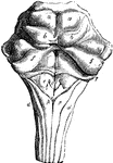 Dorsal or posterior surface of the pons Varolii, corpus quadrigemina, and medulla oblongata. The peduncles of the cerebellum are cut shot at the side. Labels: a, the upper pair of corpora quadrigemina; b, the lower; f, superior peduncles of the cerebellum; c, eminence connected with the nucleus of the hypoglossal nerve; e, that of the glosso-pharyngeal nerve; i, that of the vagus nerve; d, restiform bodies; p, posterior pyramids; v, groove in the middle of the fourth ventricle ending below in the calamus scriptorius; 7, roots of the auditory nerve.