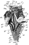 Dorsal or posterior view of the medulla, fourth ventricle, and mesencephalon. Labels: p.n., line of the posterior roots of the spinal nerves; p.m.f., posterior median fissure; f.g., funiculus gracilis; cl., its clava; f.c., funiculus cuneatus; f.R., funiculus of Rolando; r.b., restiform body; c.s., calamus scriptorius; l, section of ligula or taenia; part of choroid plexus is seen beneath t; l.r., lateral recess of the ventricle; str., striae acusticae; i.f., inferior fossa; s.f., posterior fossa; between it and the median sulcus is the fasciculus teres; cbl., cut surface of the cerebellar hemisphere; nd., central or gray matter; s.m.v., superior medullary velum; lng., ligula; s.c.p., superior cerebellar peduncle cut longitudinally; cr., combined section of the three cerebellar peduncles; c.q.s., c.q.i., corpora quadrigemina (superior and inferior); fr., fraenulum; f; f., fibers of the fillet seen on the surface of the tegmentum; c, crusti; l.g., lateral groove; c.g.i, corpus geniculum internus; th., posterior part of the thalamus; p., pineal body. The Roman numbers indicate the corresponding cranial nerves.