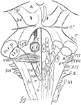Fourth ventricle with the medulla oblongata and the corpora quadrigemina. The roman numbers indicate superficial origins of the cranial nerves, while the other numbers indicate their deep origins, or the position of their central nuclei. 8, 8', 8", auditory nuclei nerves; t, funiculus teres; A, B, corpora quadrigemina; c.g, corpus geniculatum; p, c, pedunculus cerebri; m, c, p, middle cerebellar peduncle; s, c, p, superior cerebellar peduncle; i, c, p, inferior cerebellar peduncle; l, c, locus caeruleus; e, t, eminentia teres; a, c, ala cinerea; a, n, accessory nucleus; o, obex; c, clava; f, c, funiculus cuneatus; f, g, funiculus gracilis.