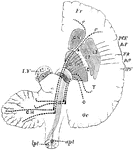 Diagram of the motor tract as shown in a diagrammatic horizontal section through the cerebral hemispheres Crura, Pons, and Medulla. Fr., frontal lobe; Oc., occipital lobe; AF., ascending frontal, AP., ascending parietal convolutions; PCF., pre-central fissure in front of the ascending frontal, AP., ascending parietal convolution; FR., fissure of Rolando; IPF., interparietal fissure, a section of crus is lettered on the left side. SN., substantia nigra; Py., pyramidal motor fiber, which on the right is shown as continuous lines converging to pass through the posterior limb of IC. internal capsule ( the knee or elbow of which is shown thus) upwards into the hemisphere and downwards through the pons to cross the medulla in the anterior pyramids.