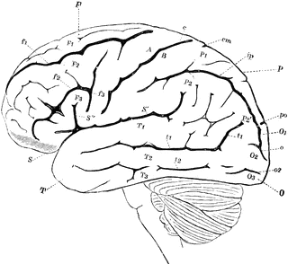 Lateral View of the Brain | ClipArt ETC