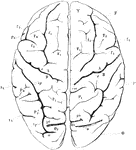 View of brain from above. F, Frontal lobe; P, Parietal lobe; O, Occipital lobe; T, Temporal lobe; S, fissure of Sylvius; S', horizontal; S", ascending ramus of the same; c, sulcus centralis (fissure of Rolando); A, ascending frontal convolutions; fr, superior, f2, inferior frontal sulcus; f3, precentral sulcus; P1, superior parietal lobule; P2, inferior parietal lobule consisting of P2, supramarginal gyrus, and P2', angular gyrus; ip, interparietal sulcus; cm, termination of callosomarginal fissure; O1, first O2, second, 03, third occipitals inferior; T1, first T2, second, T3, third temporal convolutions; tr, first , t2, second temporal fissures. Sr, end of horizontal ramus of fissure of Sylvius.