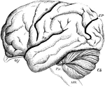 Brain of the Orangoutang, showing arrangement of the convolutions. Sy, fissure of Sylvius; R, fissure of Rolando; E P, external perpendicular fissure; Olf, olfactory lobe; Cb, cerebellum; PV, pons Varolii; MO, medulla oblongata. As contrasted with the human brain, the frontal lobe is short and small relatively, the fissure of Sylvius is oblique, the temporo-sphenoidal lobe very prominent, and the external perpendicular fissure very well marked.