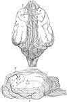 Brain of dog, viewed from above and in profile. F, frontal fissure sometimes termed crucial sulcus, corresponding to the fissure of Rolando in man. S, fissure of Sylvius, around which the four longitudinal convolutions are concentrically arranged; 1, flexion of head on the neck, in the median line; 2, flexion of head on the anterior limb; 5, 6, flexion and extension of posterior limb; 7, 8, 9, contraction of orbicularis oculi, and the facial muscles in general. The unshaded part in that exposed by the opening of the skull.
