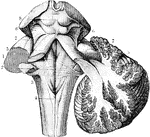 The cerebellum in section and fourth ventricle, with the neighboring parts. Labels: 1, median groove of fourth ventricle, ending below in the calamus scriptorius, with the longitudinal eminence formed by the fasciculi teretes, one on each side; 2, the same groove, at the place where the white streaks of th auditory nerve emerge from it to cross the floor of the ventricle; 3, in inferior crus or peduncle of the cerebellum, formed by the restiform body; 4, posterior pyramid; above this is the calamus scriptorius; 5, superior crus of cerebellum, or processus e cerebello ad cerebrum( or ad testes); 6, fillet to the side of the crura cerebri; 7, lateral grooves of the crura cerebri; 8, corpora quadrigemina.