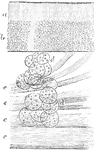 Section through the olfactory mucous membrane of the newborn child. Labels: a, non-nuclear; and b, nucleated portions of the epithelium; c, nerves; dd, glands.