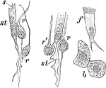 Cells from the olfactory region of the rabbit. Labels: st, supporting cells; r, r', varieties of rod-cells; f, ciliated cell; s, cilia-like process; b, cells from Bowman's gland.