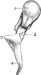 The hammer-bone or malleus, seen from the front. 1, the head; 2, neck; 3, short process; 4, long process.