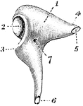 The incus, or anvil-bone. Labels: 1, body; 2, ridged articulation from the malleus; 4, processus brevis, with 5, rough articular surface from ligament of incus; 6, processus magnus, with articulating surface for stapes; 7, nutrient foramen.