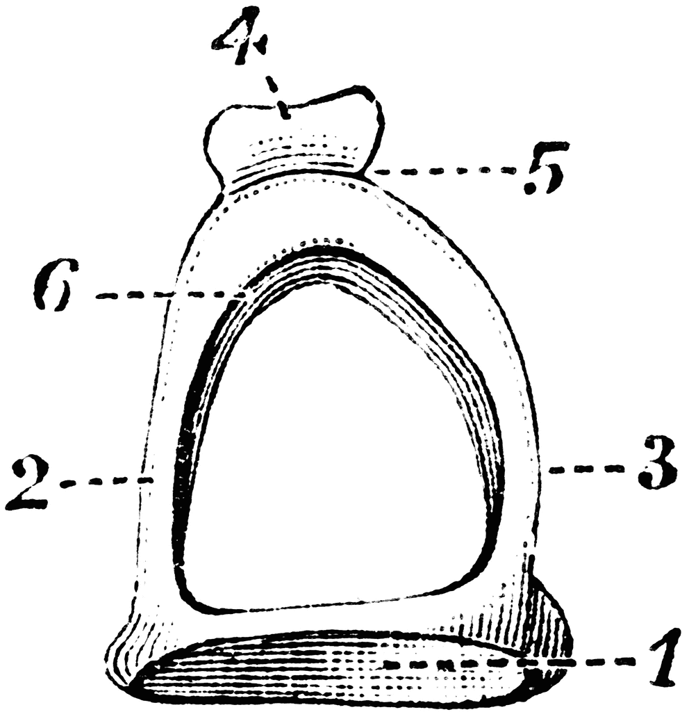 Stapes on Stirrup-Bone