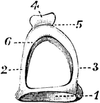 The stapes on stirrup-bone. 1, base; 2 and 3, arch; 4, head of bone, which articulates with orbicular process of the incus; 5, constricted part of the neck; 6, one of the crura.