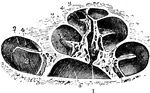 View of the osseous cochlea divided through the middle. Labels: 1, central canal of the modiolus; 2, lamina spiralis ossea; 3, scala tympani; 4, scala vestibuli; 5, porous substance of the modiolus near one of the sections of the canalis spiralis modioli.