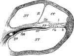 Section through one of the coils of the cochlea. Labels: ST, scala tympani; SV, scala vestibuli; CC, canalis cochlea or canalis membranaceus; R, membrane of Reissner; lso; lamina spiralis ossea; Us, limbus laminae spiralis; ss, sulcus spiralis; nc, cochlear nerve; gs, ganglion spirale; t, membrana tectoria; b, membrana basilaris; Co, rods of Corti; lsp, ligamentum spirale.