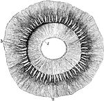 Ciliary processes, as seen from behind. Labels: 1, posterior surface of the iris, with the sphincter muscle of the pupil; 2, anterior part of the choroid coat; 3, one of the ciliary processes of which about seventy are represented.