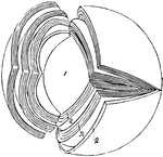 Laminated structure of the crystalline lens. The laminae are split up after hardening in alcohol. Labels: 1, the denser central part or nucleus; 2, the successive external layers.
