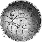 The posterior half of the retina of the left eye, viewed from before; s, the cut edge of the sclerotic coat; ch, the choroid; r, the retina; in the interior at the middle the macula lutea with the depression of the fovea centralis is represented by a slight oval shade; towards the left side the light spot indicates the colliculus or eminence at the entrance of the optic nerve, from the center of which the arteria centralis is seen spreading its branches into the retina, leaving the part occupied by the macula comparatively free.