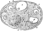View of a section of the ovary of the cat. Labels: 1, outer covering and free border of the ovary; 1', attached border; 2, the ovarian stroma, presenting a fibrous and vascular structure; 3, granular substance lying external to the fibrous stroma; 4, blood-vessels; 5, ovigerms in their earliest stages occupying part of the granular layer near the surface; 6, ovigerms which have begun to enlarge and to pass more deeply into the ovary; 7, ovigerms round which the Graafian follicles and tunica granulosa are now formed and which have passed somewhat deeper into the ovary and are surrounded by the fibrous stroma; 8, more advanced Graafian follicle with the ovum imbedded in the layer of cells constituting the proligerous disc; 9, the most advanced follicle containing the ovum; 9', a follicle from which the ovum has accidentally escaped; IO, corpus luteum.