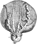Dissection of the base of the bladder and prostate gland, showing the vesiculae seminales and vasa deferentia. Labels: a, lower surface of the bladder at the place of the reflexion of the peritoneum; b, the part above covered by the peritoneum; i, left vas deferens, ending in e, the ejaculatory duct; the vas deferens had been divided near i, and all except the vesical portion has been taken away; s, left vesicula seminalis joining the same duct; s, the right vas deferens and right vesicula seminalis, which has been unraveled; p, under side of the prostate gland; m, part of the urethra; u, the ureters (cut short), the right one turned aside.