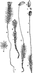 "Hair-cap moss (Polytrichum commune). A, male plant; B, same, proliferating; C, female plant, bearing sporogonium; D, same; g, gametophyte; s, seta; c, capsule; o, operculum; a, calyptra, E, top view of male plant." -Gager, 1916