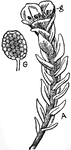 "A moss (Tetraphis sp.), showing gemmae; G, a gemma enlarged." -Gager, 1916