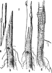 "Root grafting in its different stages. a, Scion cut for insertion; b, stock prepared to receive the scion; c, stock and scion untied; d, the same tied up with waxed cord." -Gager, 1916