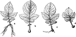 "Regeneration at the leaf-base of potato leaves (Solanum tuberosum). a, roots formed; b, tuber-like enlargement; c, same as b, with roots; d, formation of true tuber." -Gager, 1916