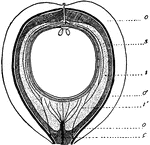 "Cycas circinalis. Diagram of longitudinal section of a nearly mature seed; o, outer fleshy layer, with a bundle (o1) of the outer vascular system; s, stony layer of integument; i, inneer fleshy layer, with a bundle (i1) of the inner vascular system; c, central vascular bundle." -Gager, 1916