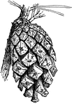 The carpellate cone of a Scotch pine (Pinus sylvestris).