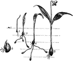 "Dog's-tooth violet (Erythronium americanum). Stages of development from the seed. 1-5 show the stage of development in each of five successive years. Full explanation in the text. 6, Bulb showing a surface bud (the sprout has been destroyed)." -Gager, 1916