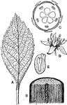 "Morphology of a typical dicotyledonous plant. A, leaf, pinnately-netted veined; B, portion of stem, showing concentric layers of wood; C, ground-plan of flower (the parts in 5's); D, perspective of flower; E, longitudinal section of seed, showing dicotyledonous embryo." -Gager, 1916