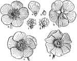 "Flower of a buttercup (Ranunculus sp.); a, b, normal, showing 5 petals; c, d, petalody of stamens; e, petal with nectary at its base; f-h ripened ovaries." -Gager, 1916
