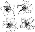 "Rue anemone (Anemonella thalictroides). 1, normal flower with 5 petals; 3, petalody of stamens; 4, coalescence of petals (c1); 2, coalescence (c), and petalody of stamens. At 2, s is shown a stamen partially transformed into a petal, but with a portion of the anther still remaining." -Gager, 1916