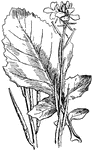 "Black mustard (Brassica nigra)." -Gager, 1916