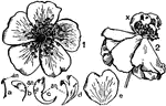 "Wild rose. A 'single' flower showing incipient doubling by the replacement of stamens by petals. Below, a series of transitional forms from stamen to fully formed petal; an., anther, or remnant of anther." -Gager, 1916
