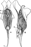 "Sections of flowers of the toad-flax (Linaria vulgaris). A, front view; a, anthers; s, stigma; n, nectar-gland. B, side view; o, ovary." -Gager, 1916