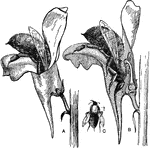 "Toad-flax (Linaria vulgaris). Flowers being visited by an insect for nectar. B, longitudinal section, showing the insect's proboscis extended down the spur toward the nectar-gland; C, insect with a mass of pollen (p), rubbed off from anthers onto the dorsal hairs of the thorax, during successive visits." -Gager, 1916