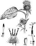 "Inflorescence and flowers of the burdock (Arctium minus). a, Inflorescences; b, longitudinal section of the same; c, bud of individual flower; d, mature flower; sty, stigma; stig, style; a, ring of syngenesius anthers; c, corolla; p, pappus (calyx); ov, ovary; e, mature seed." -Gager, 1916