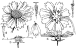 "A composite (Coreopsis sp.). A, B, E, views of the inflorescence or head; C, a ray-flower; D, section through the head; F, a disc-flower in bud; G, disc-flower just opened; H, older disc-flower, the stigmas reflexed; I, disc-flower with corolla removed." -Gager, 1916