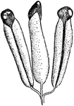 "Staminate flower of the broad-leaved cat-tail (Typha latifolia)." -Gager, 1916