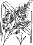 "Johnson-grass (Sorghum halpense). Spikelets in a panicle." -Gager, 1916