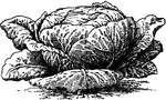 "Common cabbage (a highly developed terminal bud)." -Gager, 1916
