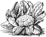 "Cauliflower (flower-buds used)." -Gager, 1916