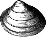 "The familiar cockles are among the most widely distributed of shells. The accessory ornamentation varies with the species, some being smooth."