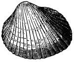 "The familiar cockles are among the most widely distributed of shells. A species common to the Atlantic coast. It's white or fawn-colored shell being hollowed out into twenty-six furrows, forming so many corrugated ripples on the side. It is considered good for food."
