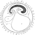 Diagrammatic section showing the relation in a mammal between the primitive alimentary canal and the membranes of the ovum. The stage represented in this diagram corresponds to that of the fifteenth or seventeenth day in the human embryo, previous to the expansion of the allantois; c, the villous chorion; a, the amnion; a', the place of convergence of the amnion and reflexion of the false amnion a", or outer or corneous layer; e, the head and trunk of the embryo, comprising the primitive vertebrae and cerebrospinal axis; i, the simple alimentary canal in its upper and lower portions. Immediately beneath the right hand i is seen the fetal heart, lying in the anterior part of the pleuroperitoneal cavity; v, the yolk sac or umbilical vesicle; vi, the vitellointestinal opening; u, the allantois connected by a pedicle with the anal portion of the alimentary canal.