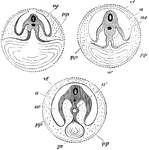 Diagram showing the three successive stages of development. Transverse vertical sections. The yolk sac, ys, is seen progressively diminishing in size. In the embryo itself the medullary canal and notochord are seen in section. a', in middle figure, the alimentary canal, becoming pinched off, as it were, from the yolk sac; a', in right hand figure, alimentary canal completely closed; a, in last two figures amnion; ac', cavity of amnion filled with amniotic fluid; p, space between amnion and chorion continuous with the pleuroperitoneal cavity inside the body; vt, vitelline membrane; ys, yolk sac, or umbilical vesicle.
