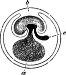 Diagram of fecundated egg. a, umbilical vesicle; b, amniotic cavity; c, allantois.